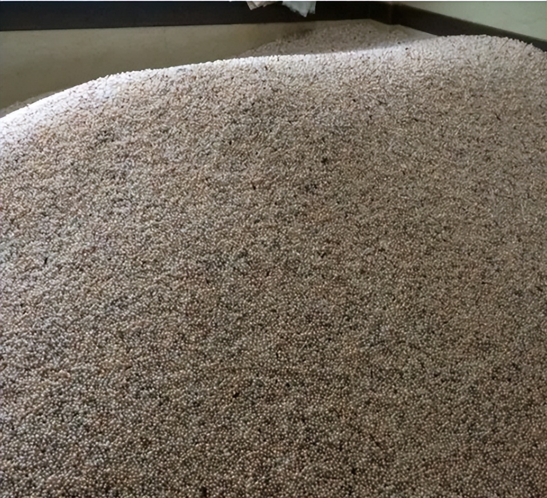 章子怡开蚌珍珠直播,章子怡直播取珍珠是真的吗