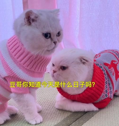 猫界顶流刘二豆,喵界顶流二豆