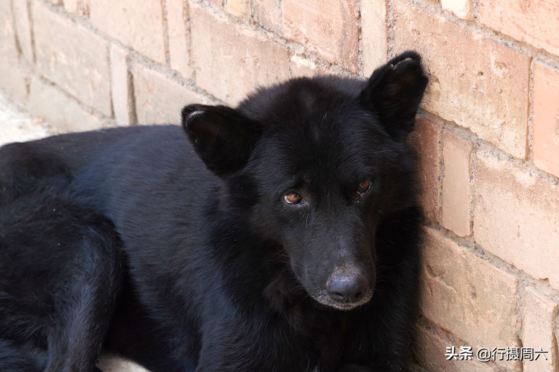 农村大姐养宠物犬,农村大姐养土狗视频