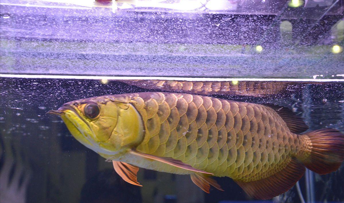 龙鱼撞缸,切勿慌乱!