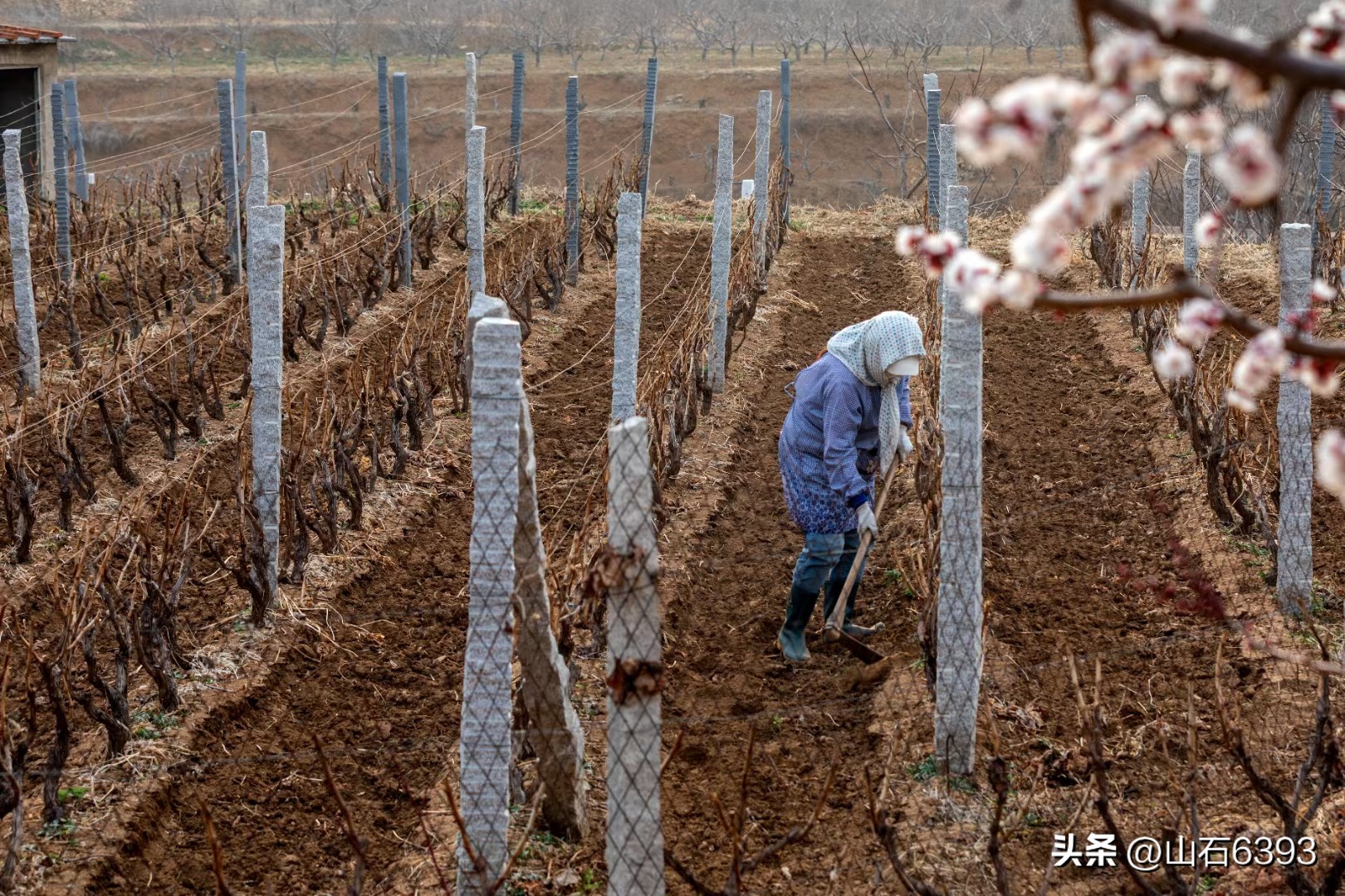 【战友美文】丁献礼“小诗余味”32:《来吧——与我一起种地吧》