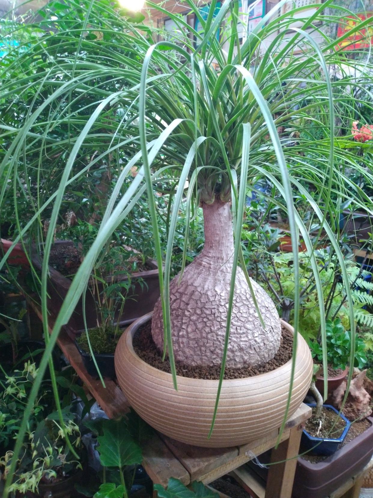 十种养不死的室内花,十种不容易生虫的花