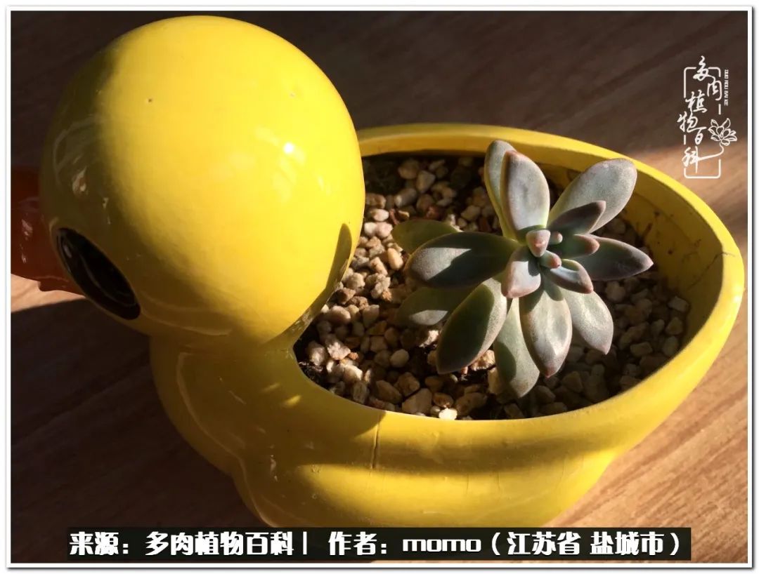 露养一个月的多肉图片,露养多肉春天外面过夜么