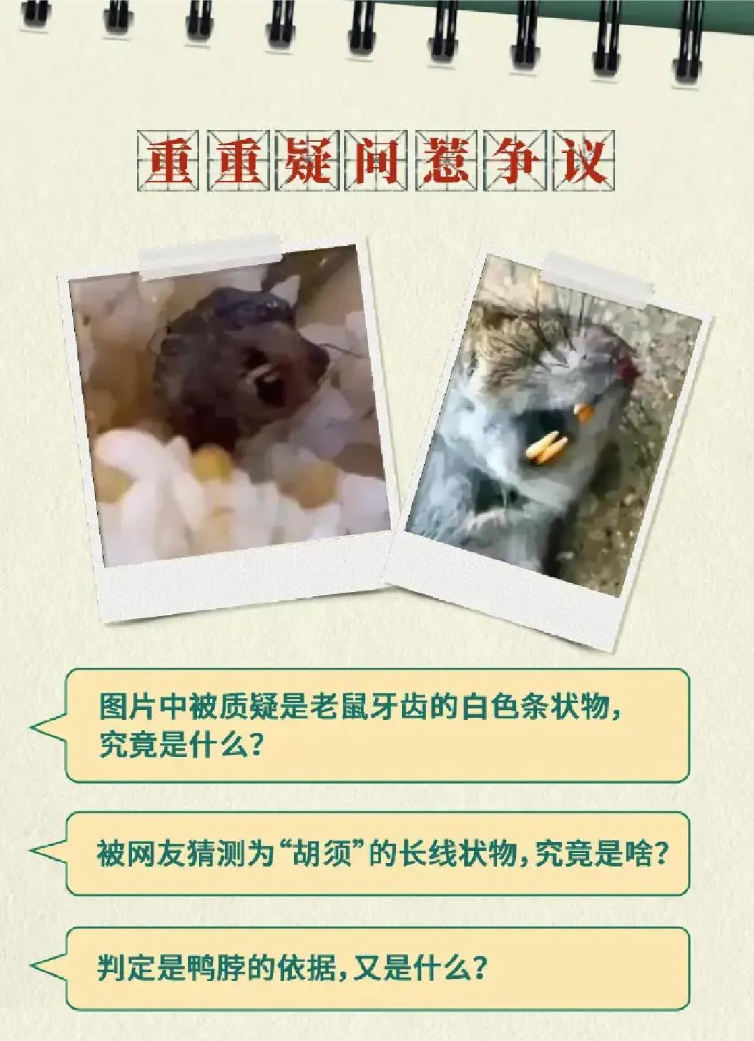 曲线反贪？江西“鸭脖门”事件再掀波澜！专家:老鼠或要立头功？