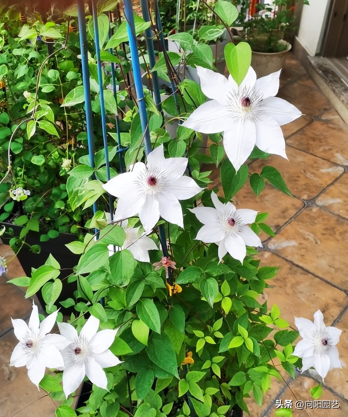 怎么才能买到品种好的铁线莲,包邮区适合种的铁线莲品种