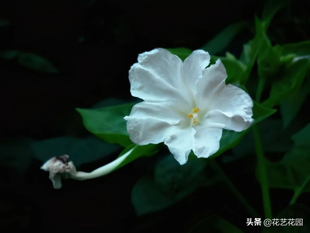 什么花有驱蚊效果适合家里养,驱蚊虫的花适合在室内养的