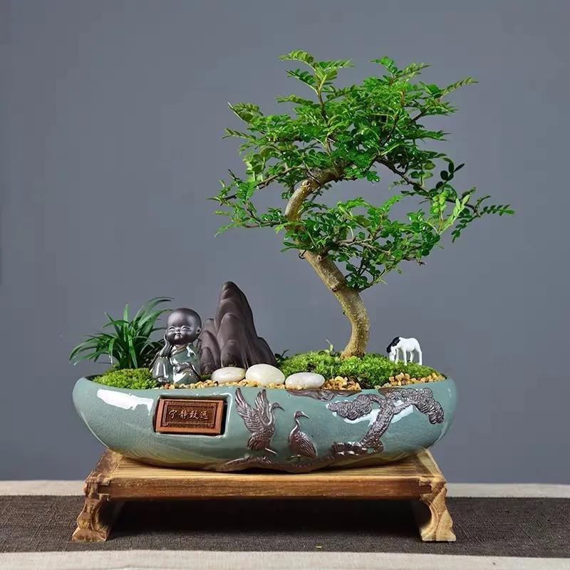 适合在客厅养的香花,家里客厅适合养什么花植物排行榜