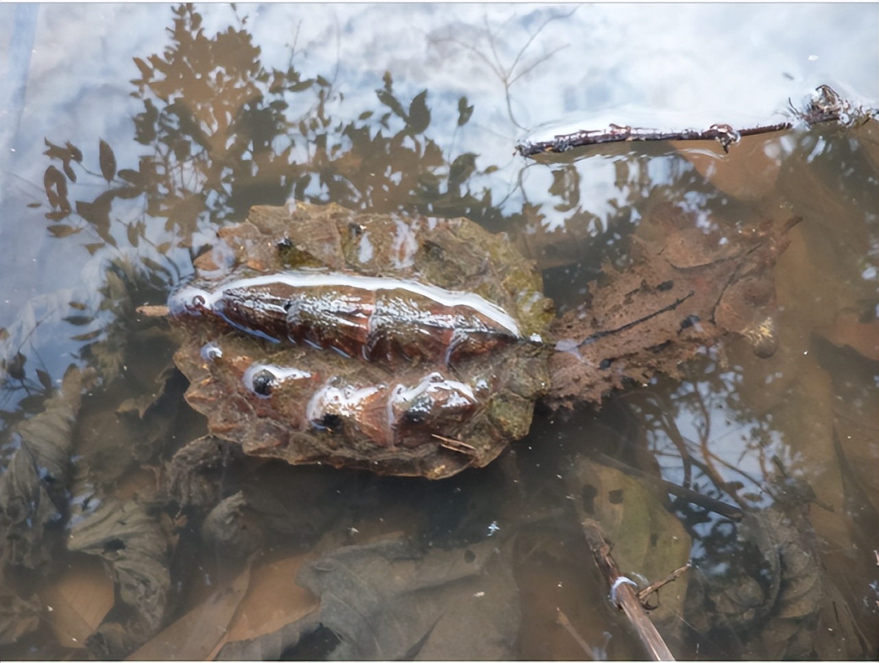 尴尬！一对乌龟在交配时惨变化石！4700万年后还要被人围观