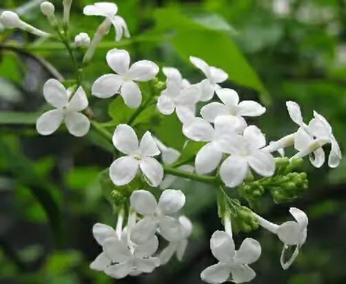 雨中妩媚的丁香花词句,雨中的丁香花写一段话