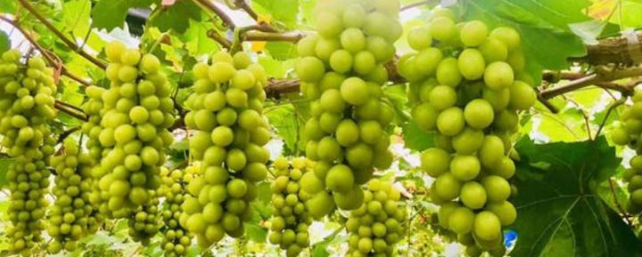 阳光玫瑰和青葡萄如何分辨,阳光玫瑰葡萄怎么辨别真假苗