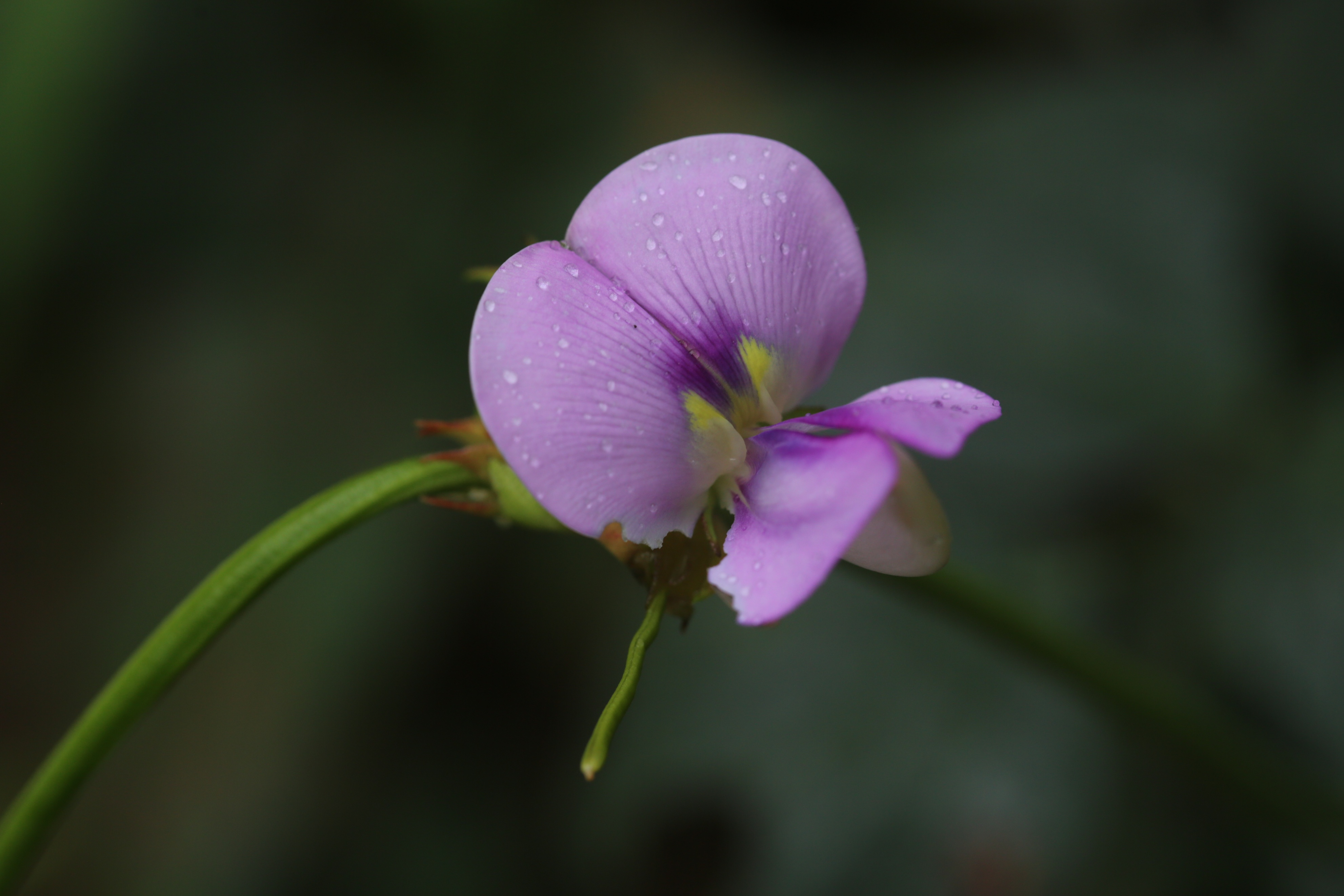 如此梦幻之花您不一定认识哟