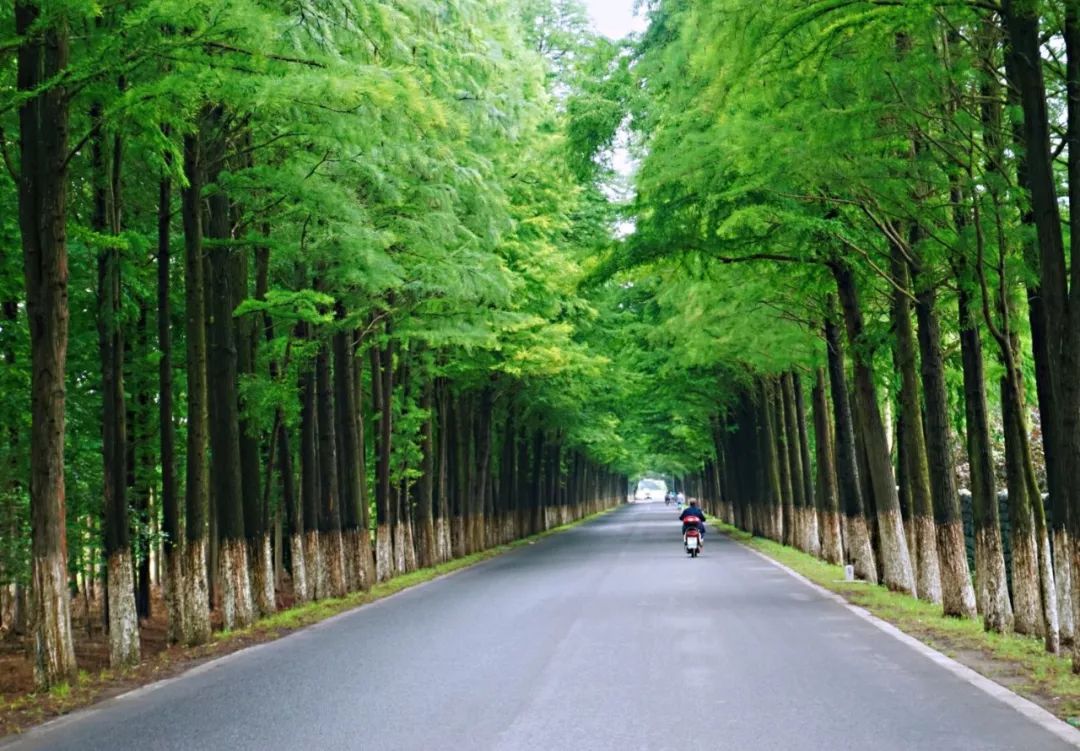 上海崇明生活是一种什么体验,崇明岛居住体验