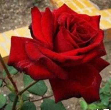 月季品种醉花,月季品种大全及图片欣赏