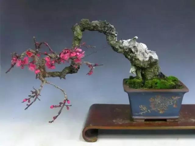 梅花老桩盆景,梅花盆景制作