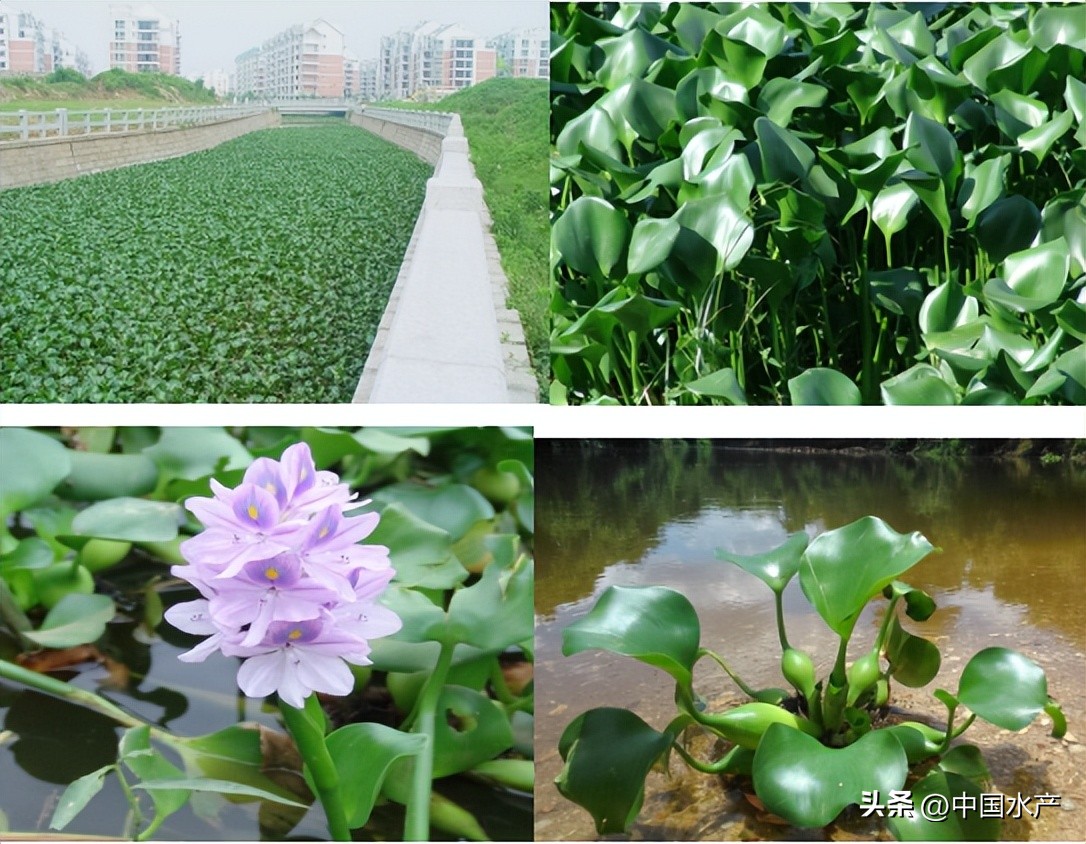 水生外来物种入侵防控工作方案,水生动物防疫