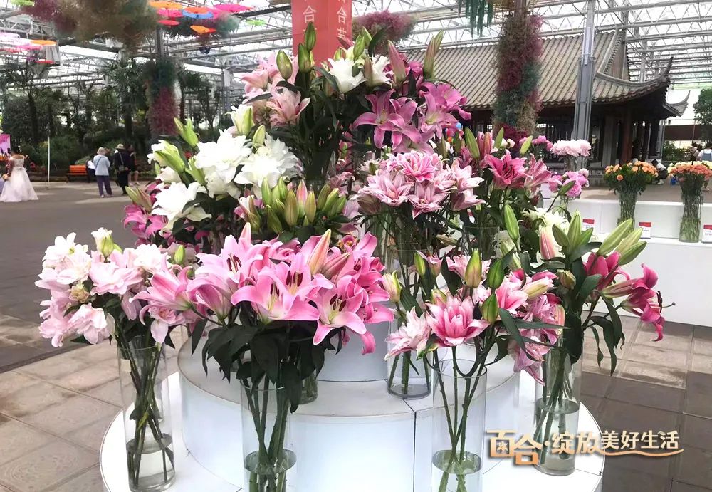 最美邂逅：百合博览园里美不胜收的名贵之花
