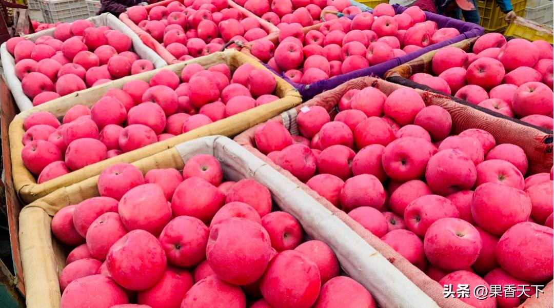 苹果现在怎么那么贵一斤,苹果15以后能卖多少钱