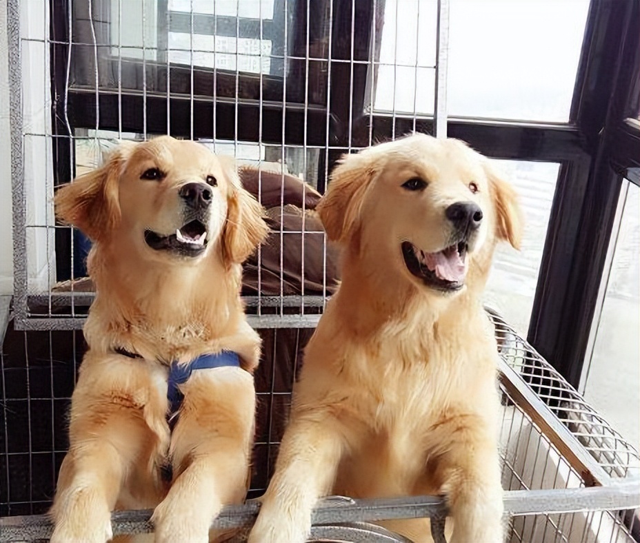 狗的繁衍方式和后代,自然界狗是怎么进化来的