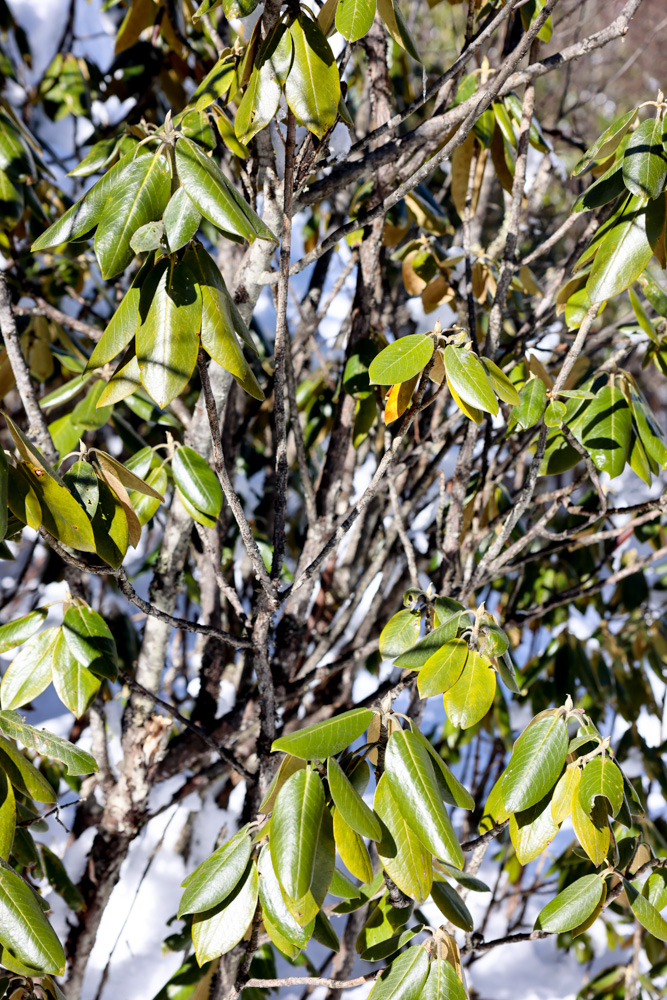 海螺沟里面的景区,海螺沟雪山山顶介绍