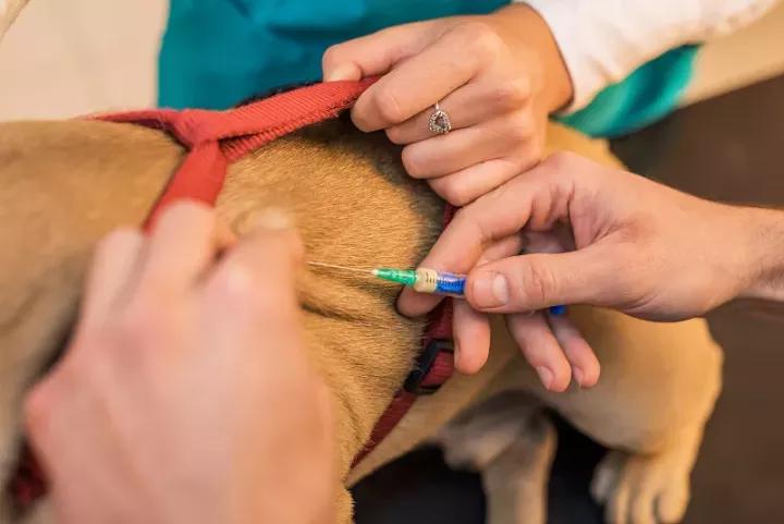 宠物狗被咬伤怎么办小狗被大狗咬伤怎么办