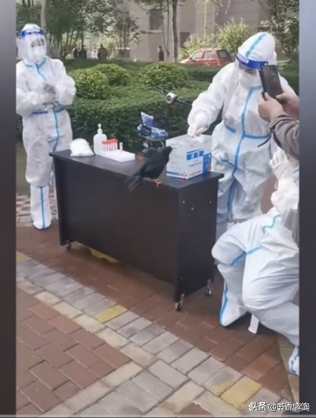 一只八哥飞来“插队”核检,一只八哥飞来插队