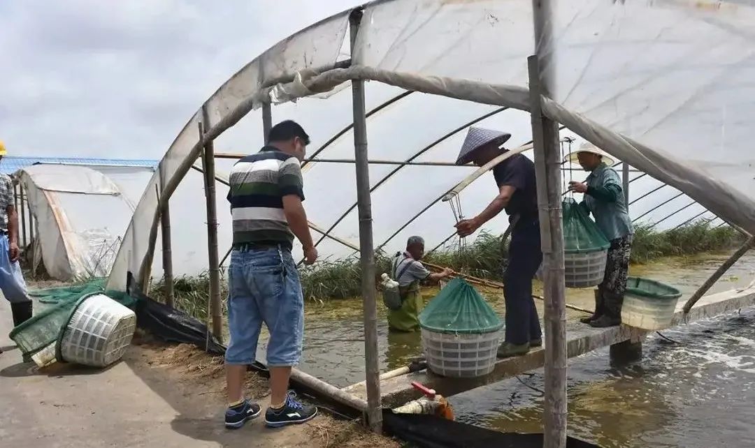 水产芽孢杆菌使用方法及注意事项,枯草芽孢杆菌对植物怎样使用最好