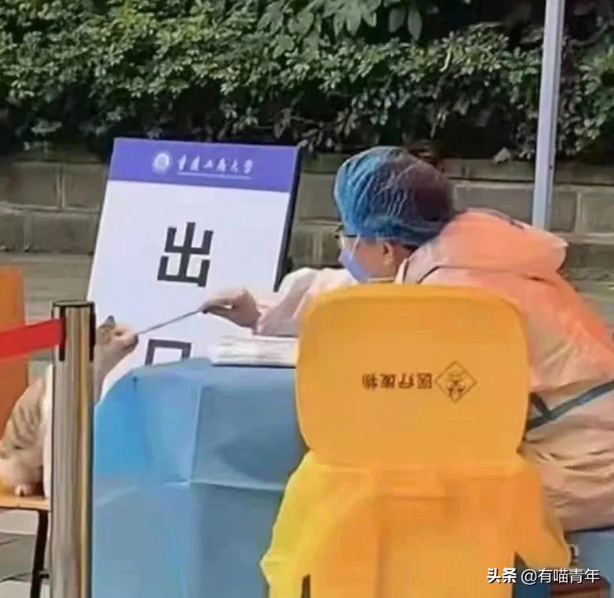 猫做核酸了么,猫核酸检测有必要做吗