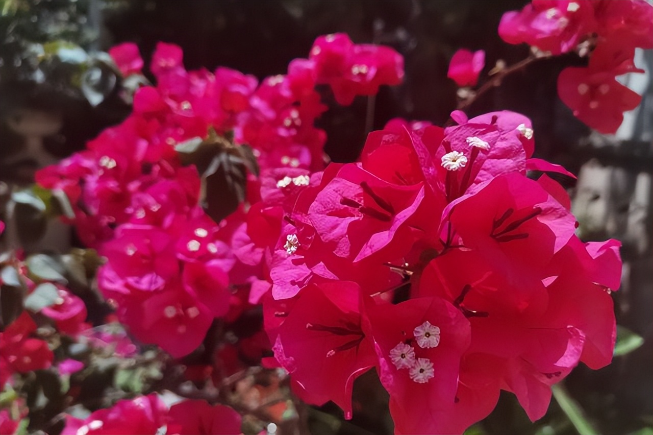 中国各地的市花一览表,中国城市的市花最多的是