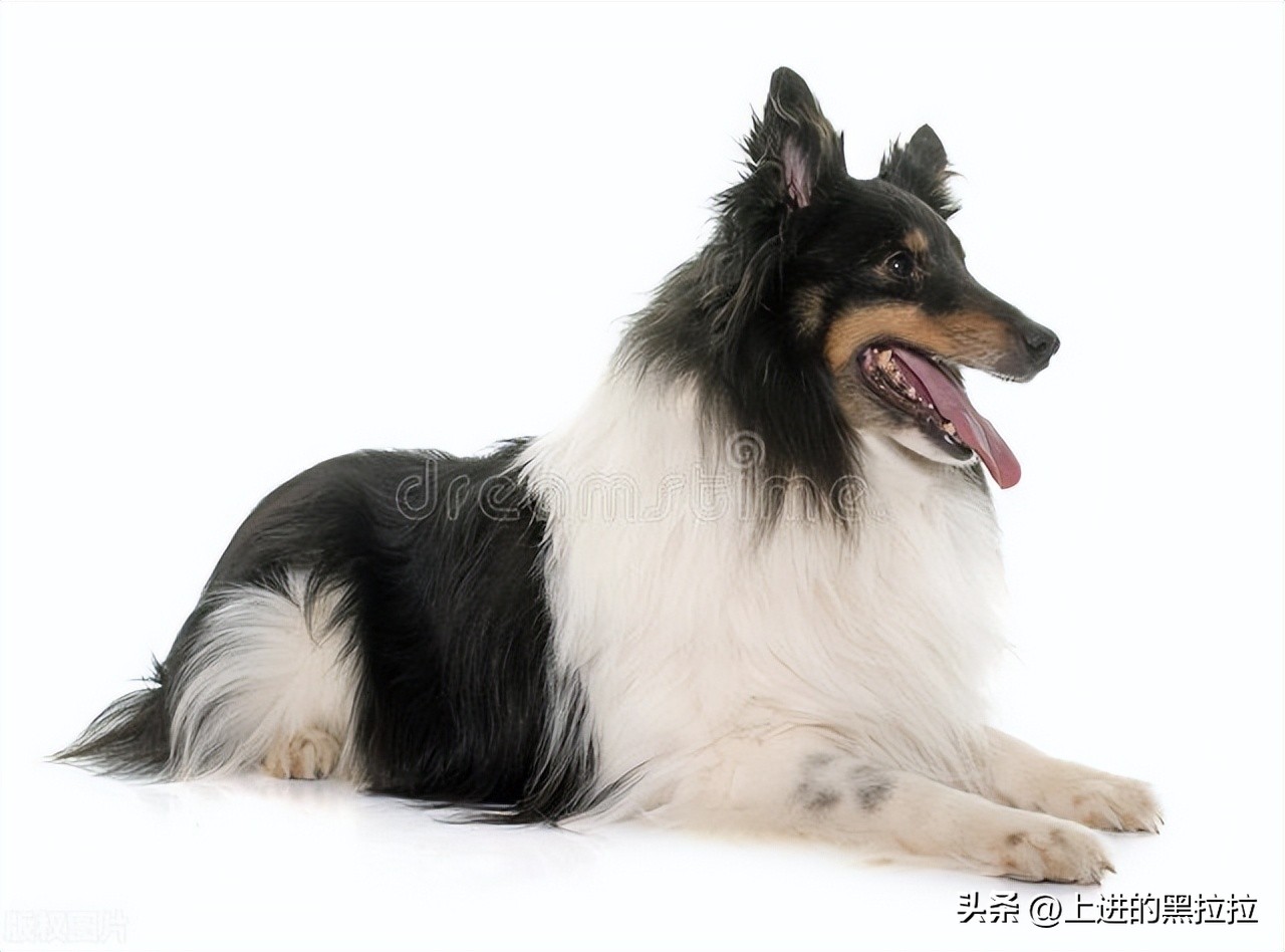 喜乐蒂牧羊犬品种,喜乐蒂牧羊犬品种简介