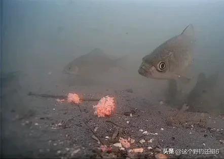 冬季野钓有鱼但是就没口,冬季钓鲫鱼为什么天黑就没口了