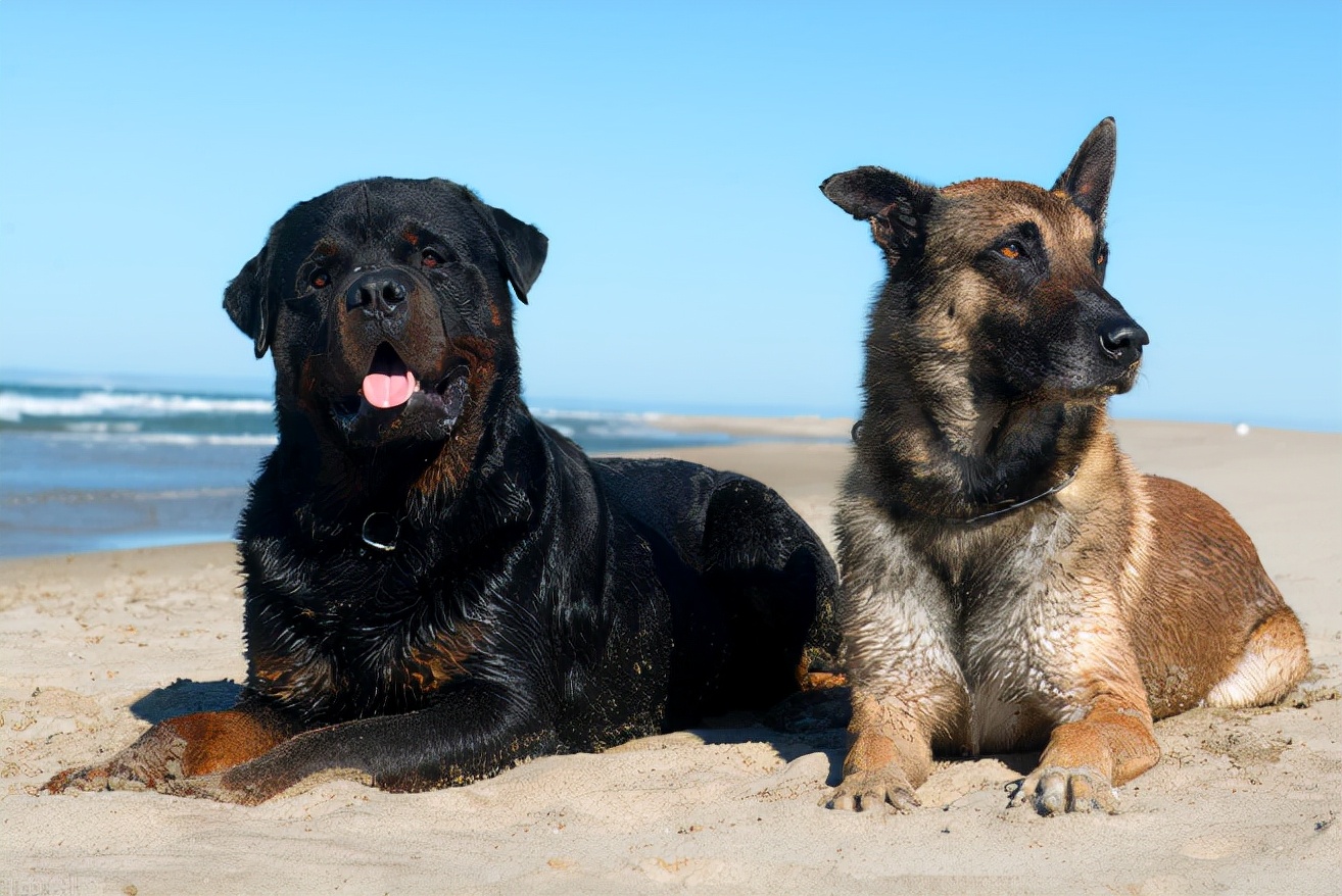 罗威纳不吃饭没精神,罗威纳给他吃饭可以吗