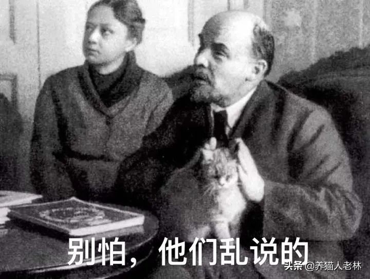 俄罗斯猫被制裁狗的反应,制裁俄罗斯猫什么意思