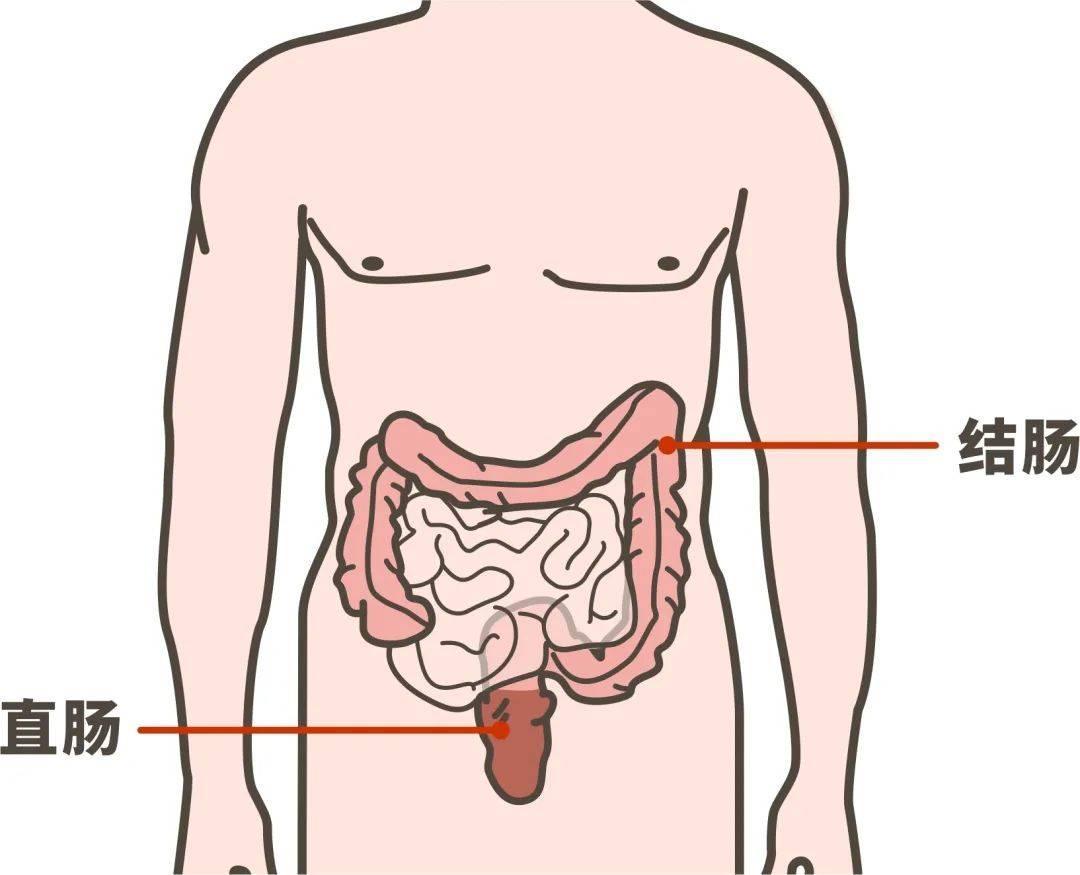 大便前头干硬后头软粘的原因,大便前头干硬后软是什么原因