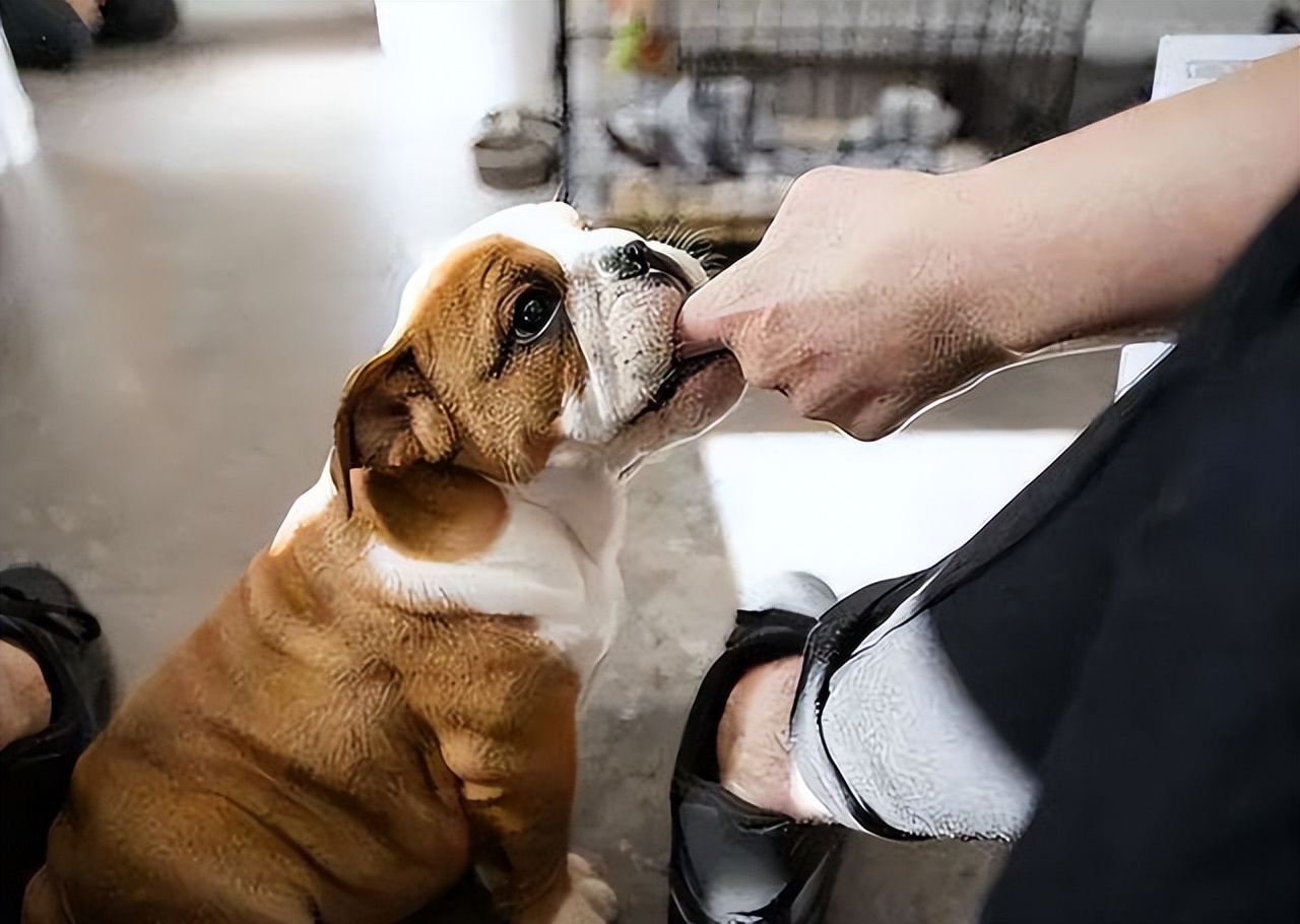 狗狗为什么喜欢轻咬主人,狗狗张嘴轻咬代表什么意思