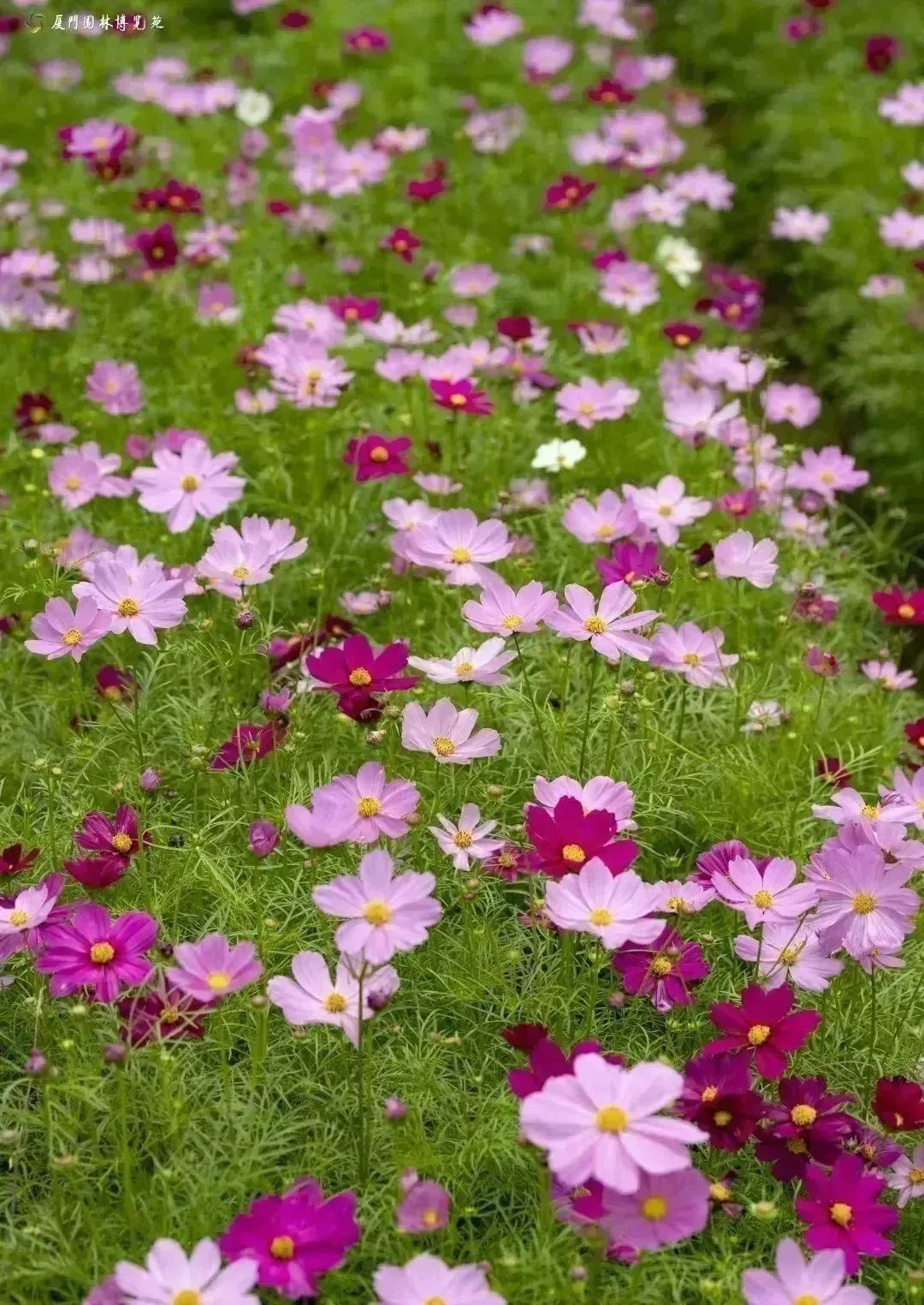 厦门夏天出去可以这么玩,厦门春季休闲生活之旅
