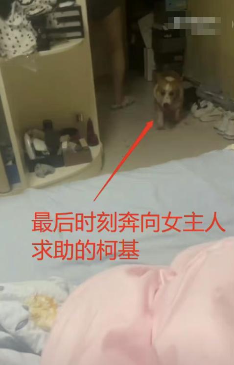 家暴男砍死柯基后续截图,家暴男砍死柯基后续