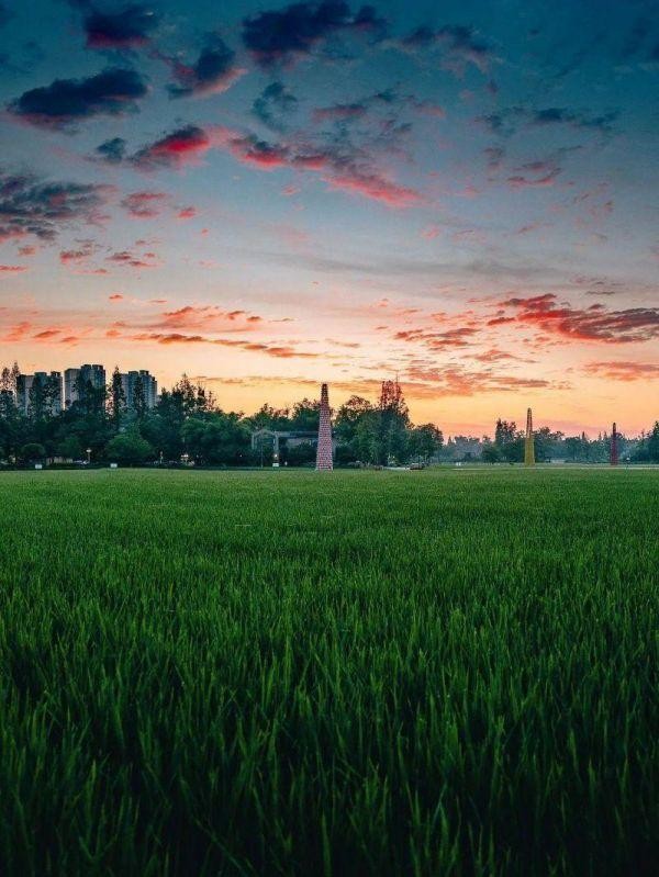 中科院微生物研究所白逢彦,中科院微生物研究所食用菌种