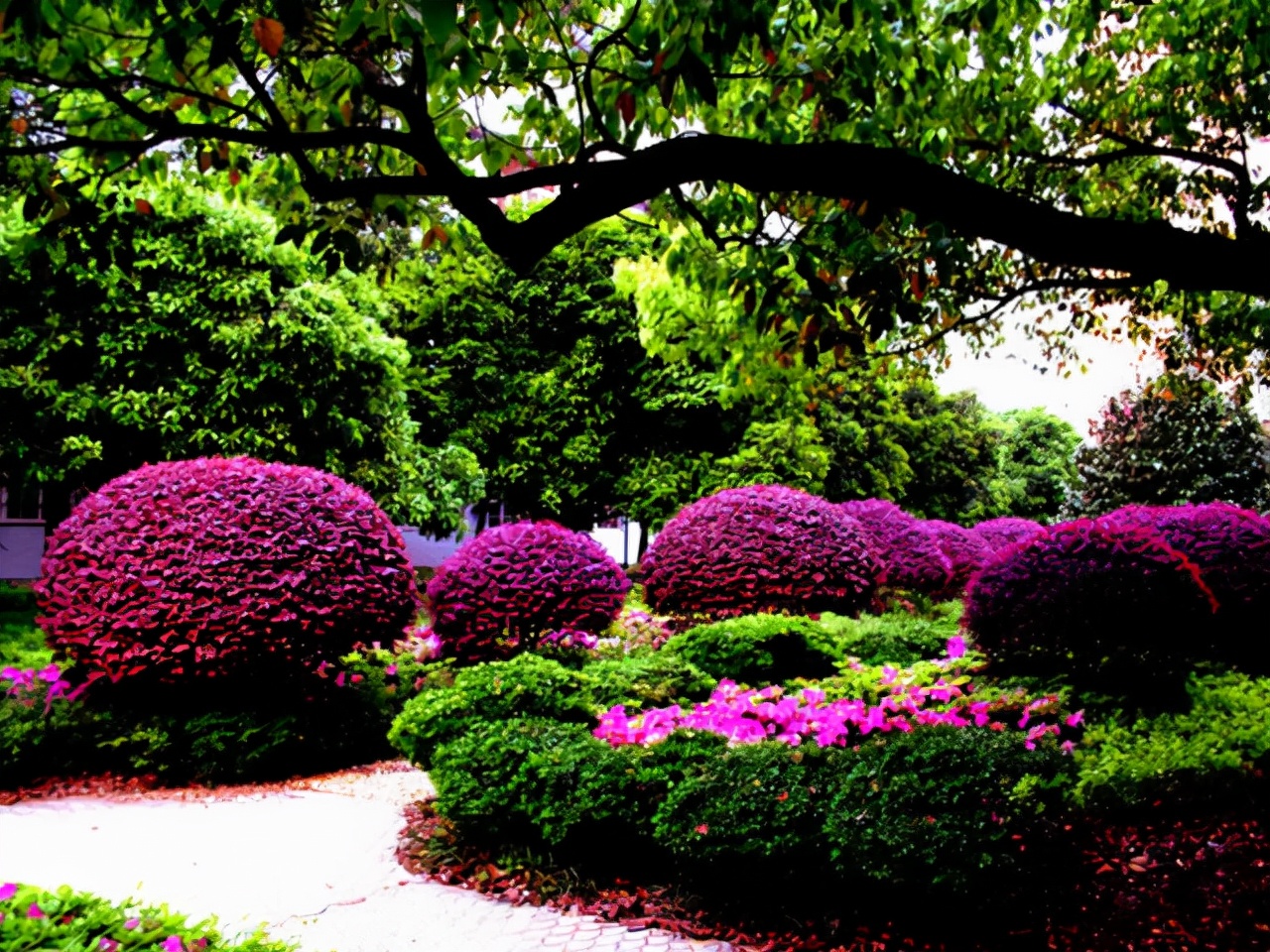 公园路边植物图片,路边的小植物有哪些