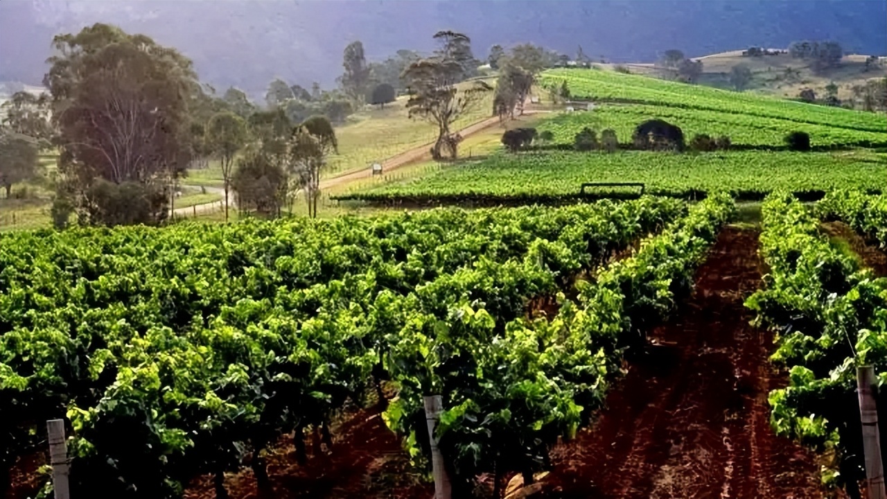 澳大利亚巴罗萨葡萄酒产区,huntervalley葡萄酒