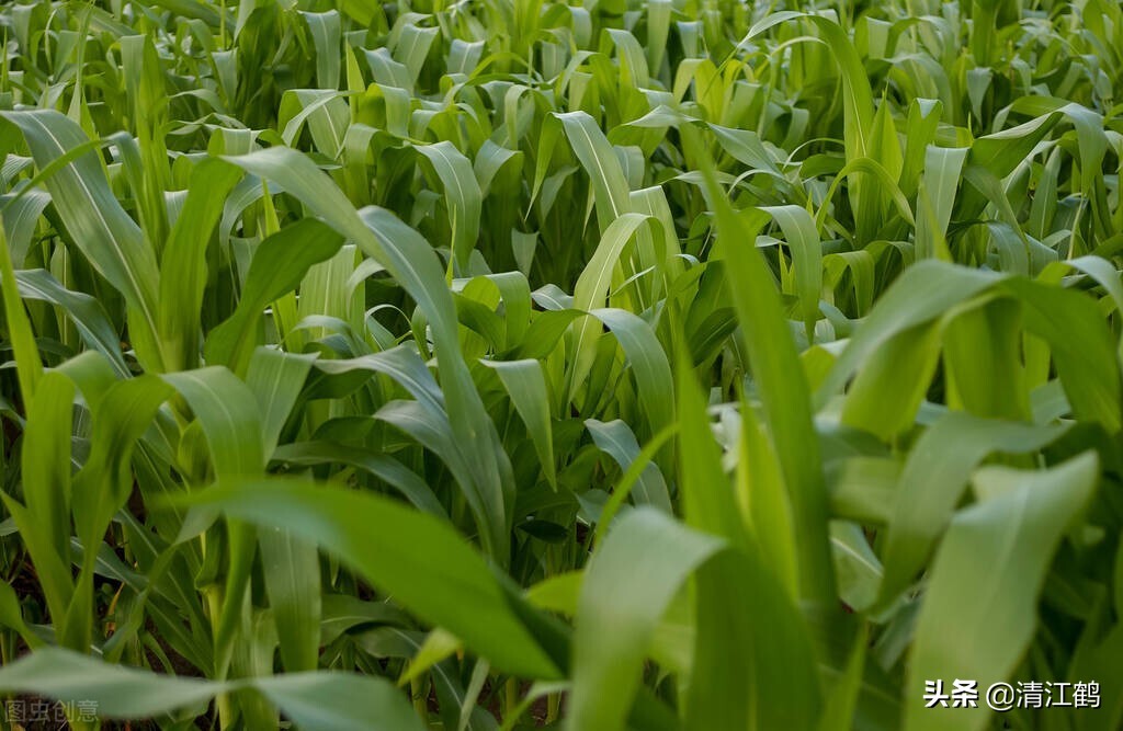 辛硫磷防治哪些作物,辛硫磷防鸟怎么用