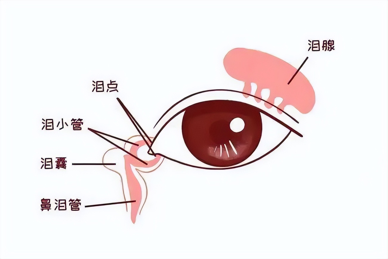 宝宝眼部分泌物多是喝奶粉“上火”？警惕泪囊炎