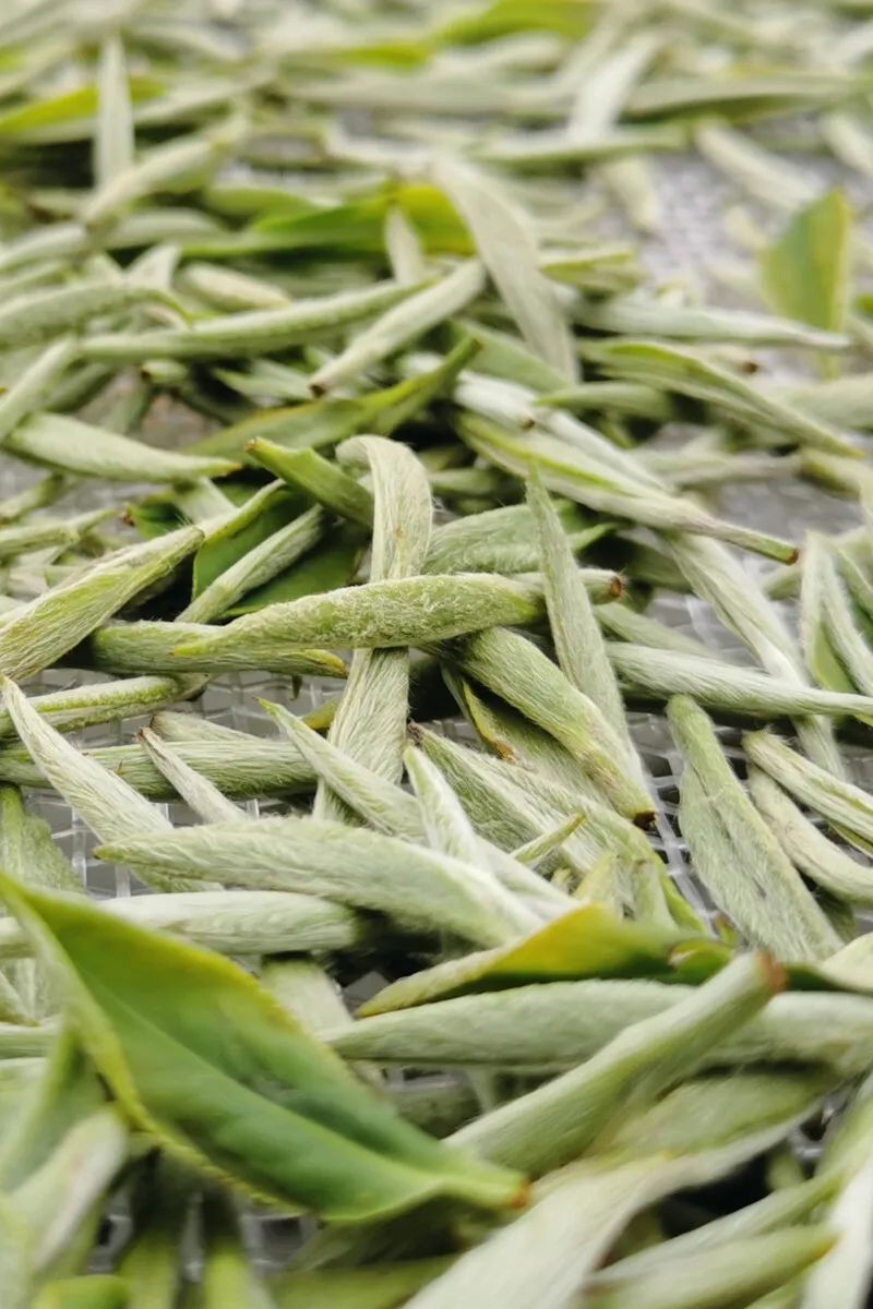 白茶的鲜爽究竟藏在哪里,白茶的迷人魅力是什么样的