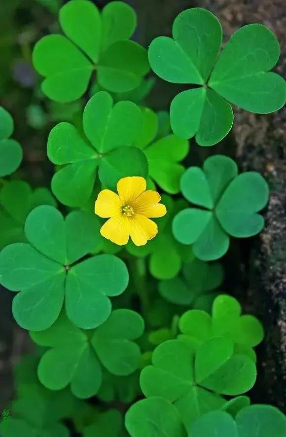 护眼壁纸动态壁纸高清全屏90帧,华为绿色养眼护眼壁纸