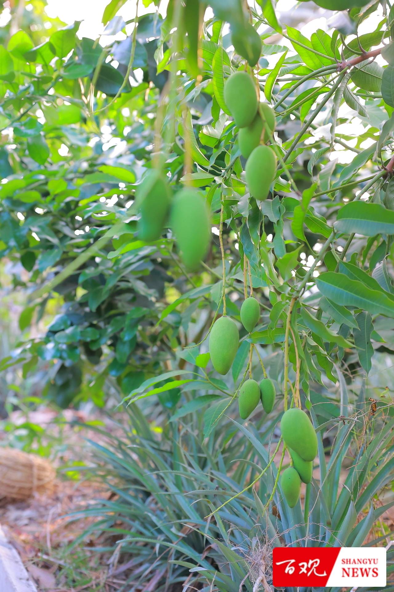 种植大户陈伟祥说：我要把“务农”这碗饭从苦吃到甜