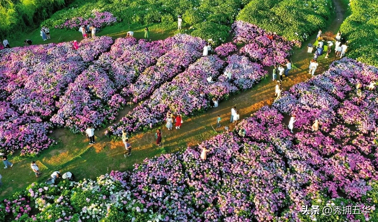 周末去哪里玩最合适昆明,昆明景点莫奈花园