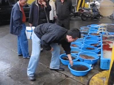 章鱼智商有多可怕,章鱼是外星生物吗西瓜视频