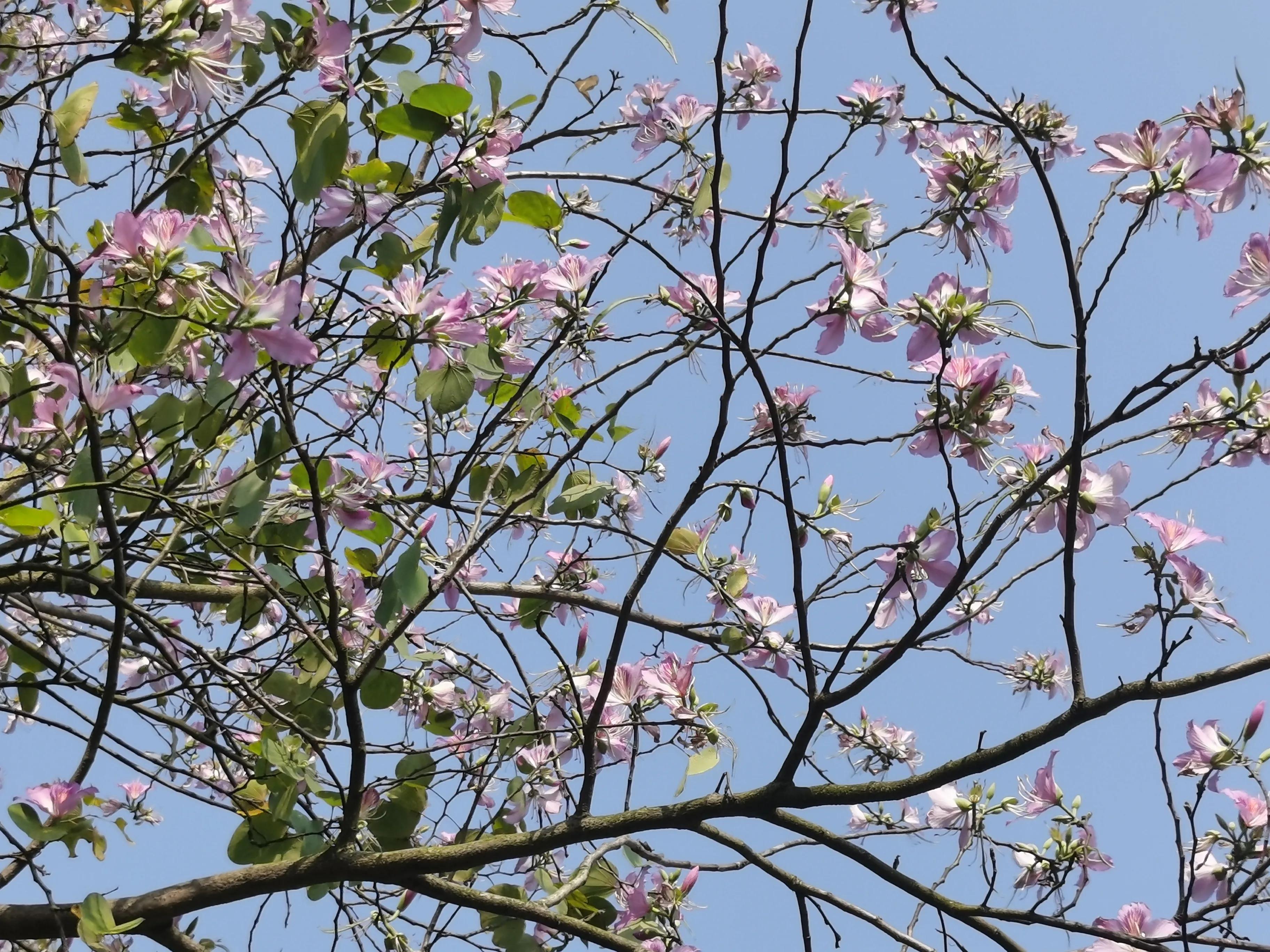 赏花旅游种什么花,春季去公园踏青上百种花让人眼花