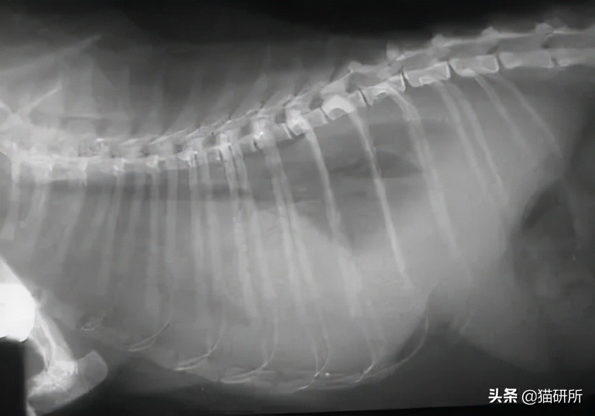 猫咪传腹治疗大概需要多少钱,猫咪疑似猫传腹但是饮食正常