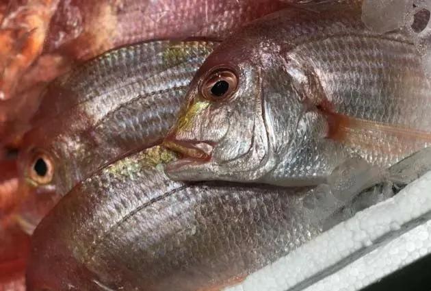 鱼类食材大全名称图片,鱼类菜谱大全100种