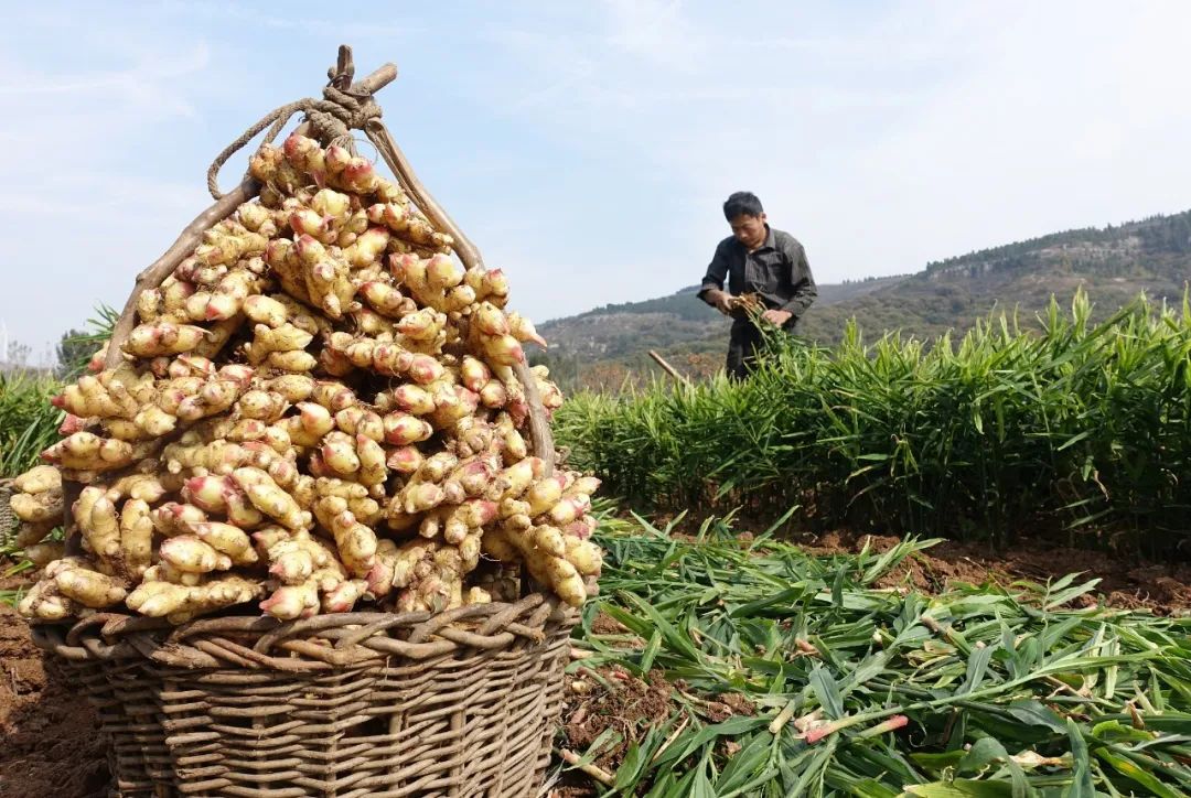 为什么叫山东大葱,为什么大葱用葱白不用葱绿